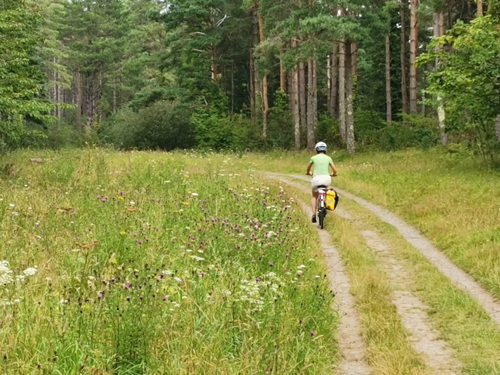 A cyclist cycles a flowery forest track