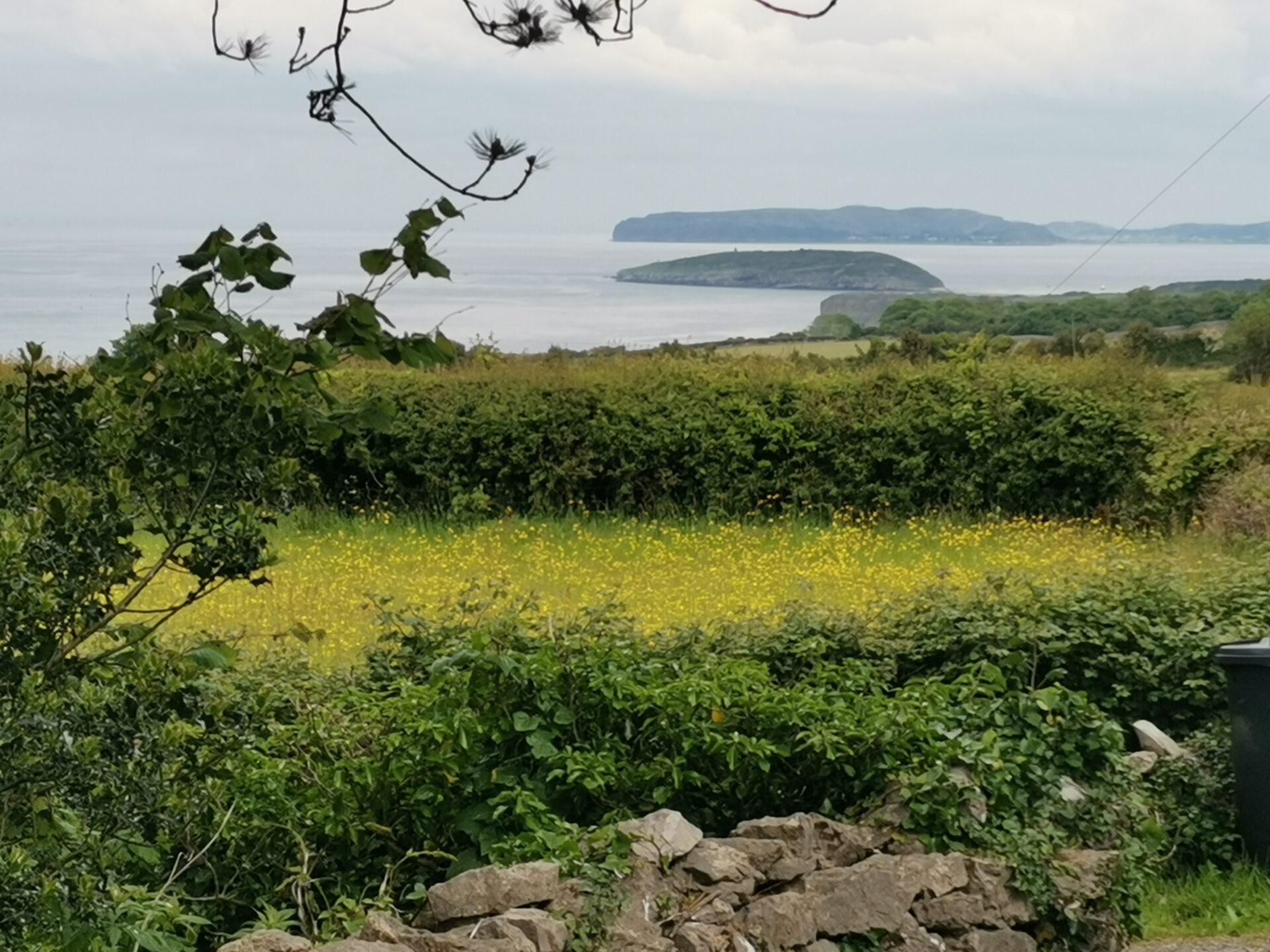 Green fields with yellow flowers and an island beyond.